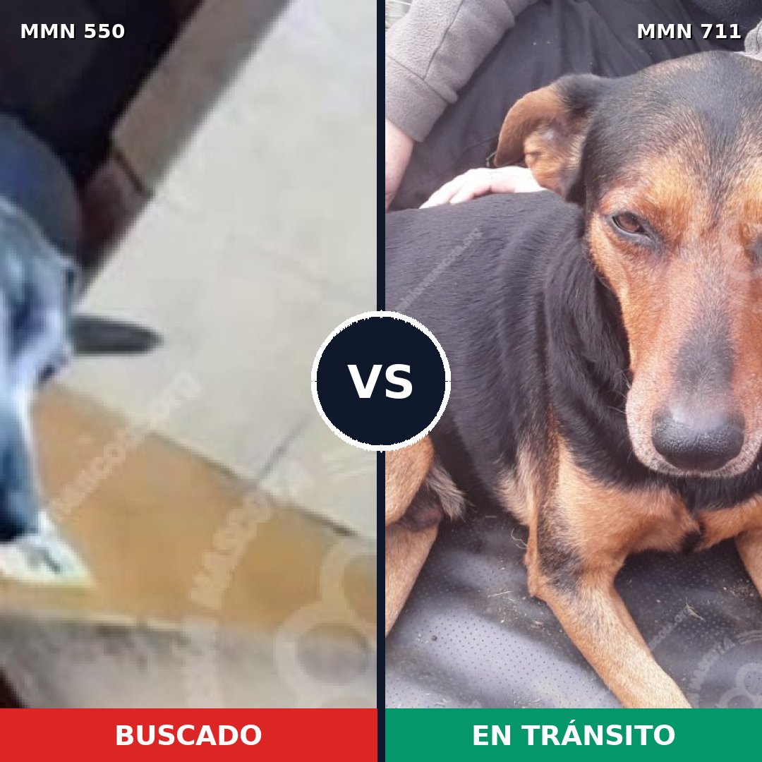 Comparativa MMS 39459: mascota perdida y mascota encontrada, 70% de similitud