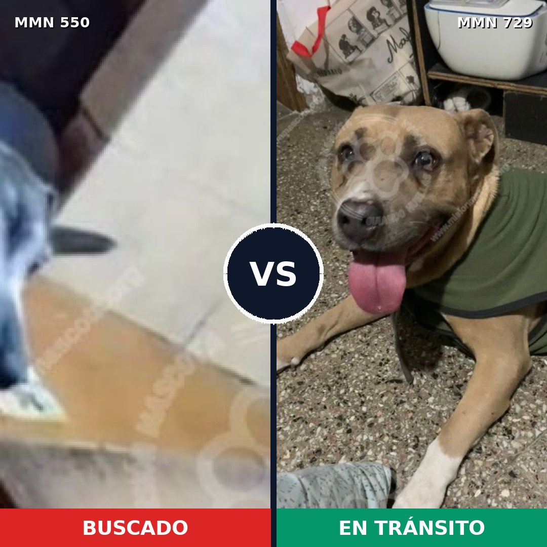 Comparativa MMS 39460: mascota perdida y mascota encontrada, 41% de similitud