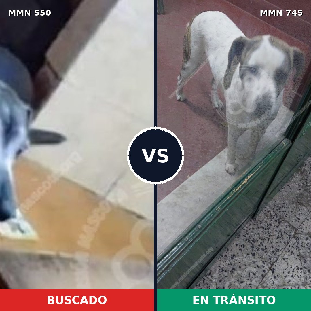 Comparativa MMS 39461: mascota perdida y mascota encontrada, 50% de similitud