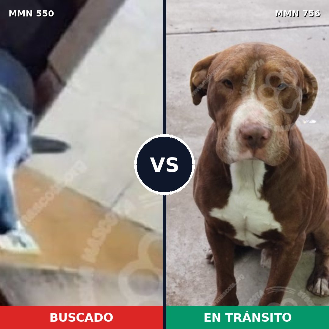 Comparativa MMS 39463: mascota perdida y mascota encontrada, 44% de similitud