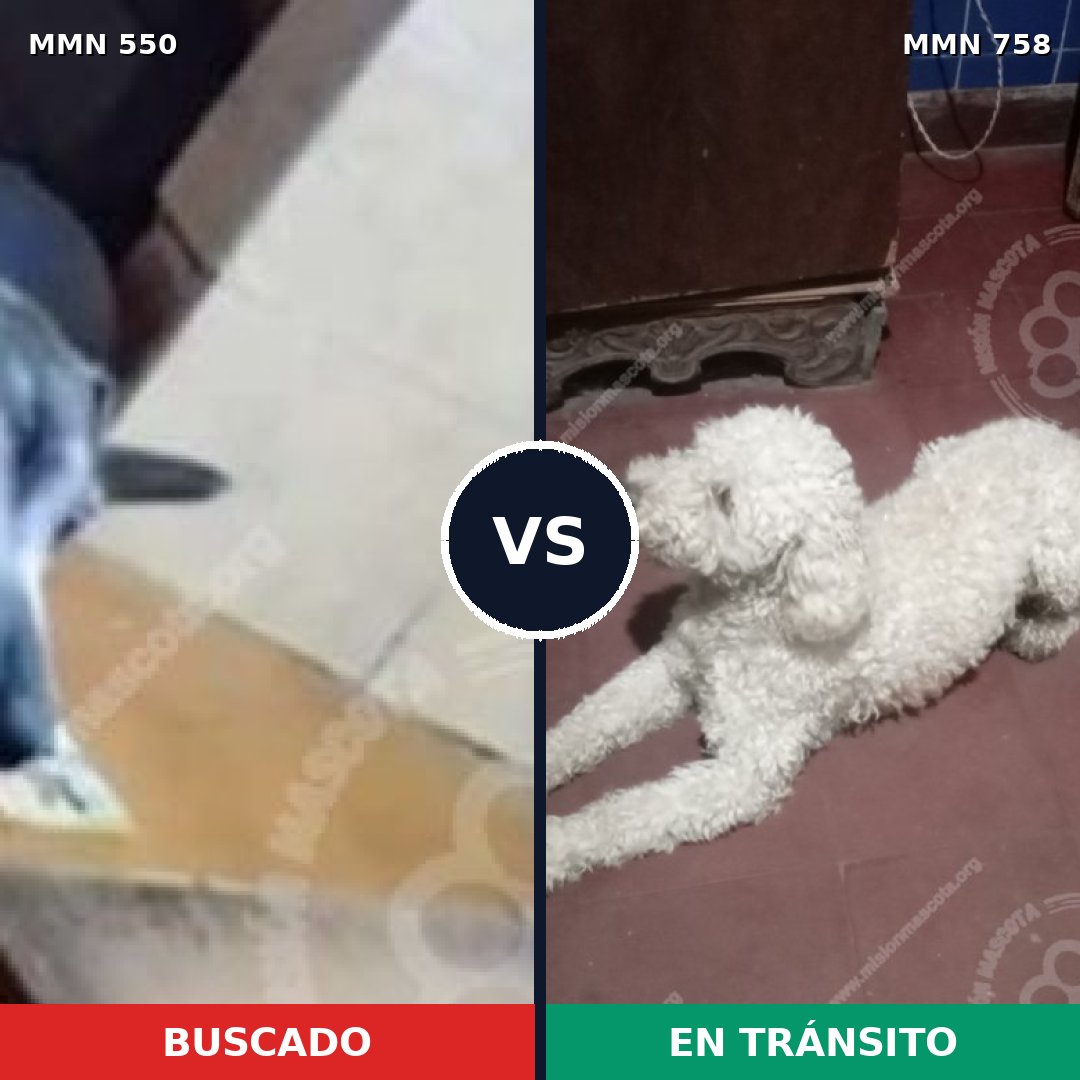 Comparativa MMS 39464: mascota perdida y mascota encontrada, 38% de similitud