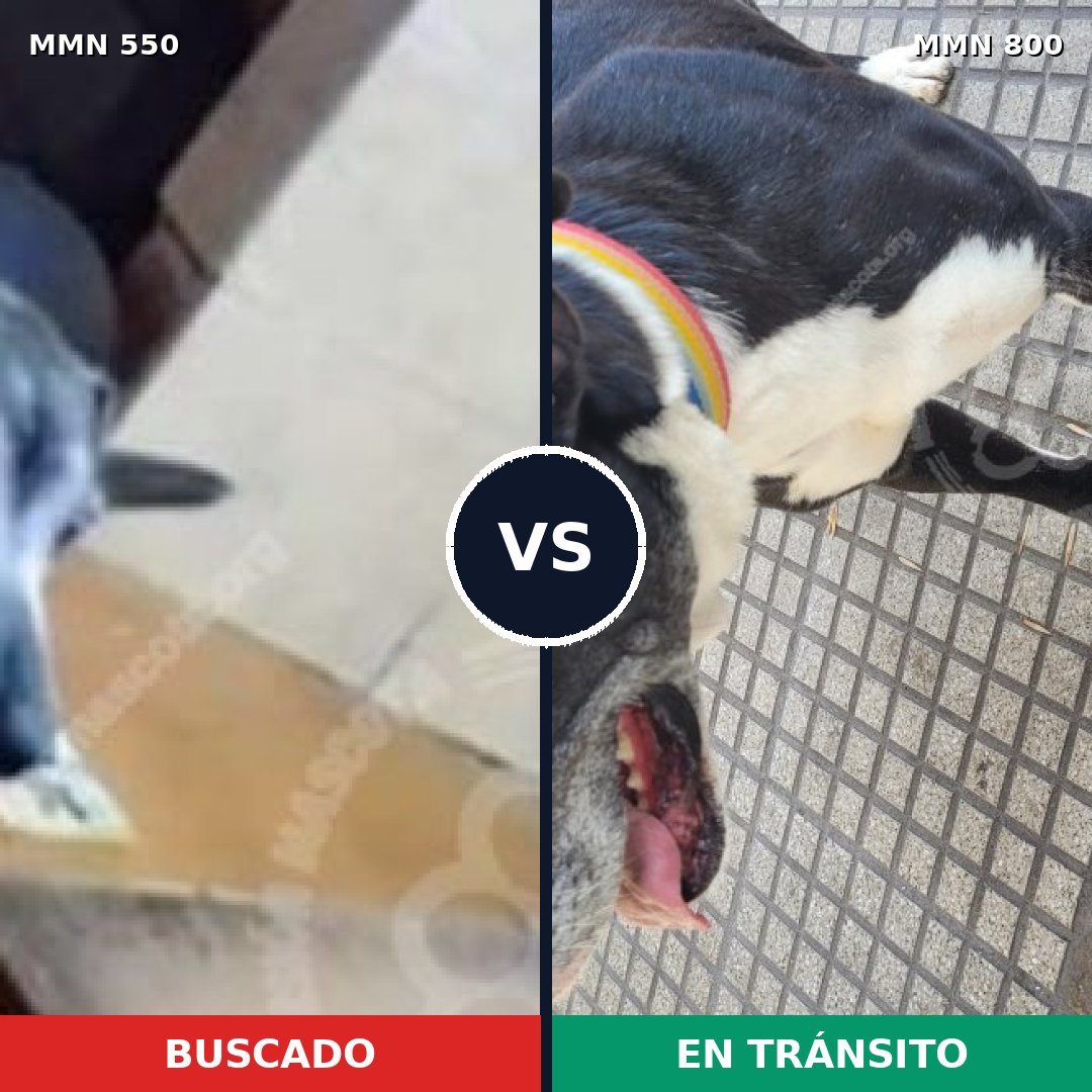 Comparativa MMS 39465: mascota perdida y mascota encontrada, 52% de similitud