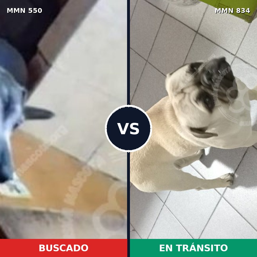 Comparativa MMS 39466: mascota perdida y mascota encontrada, 30% de similitud