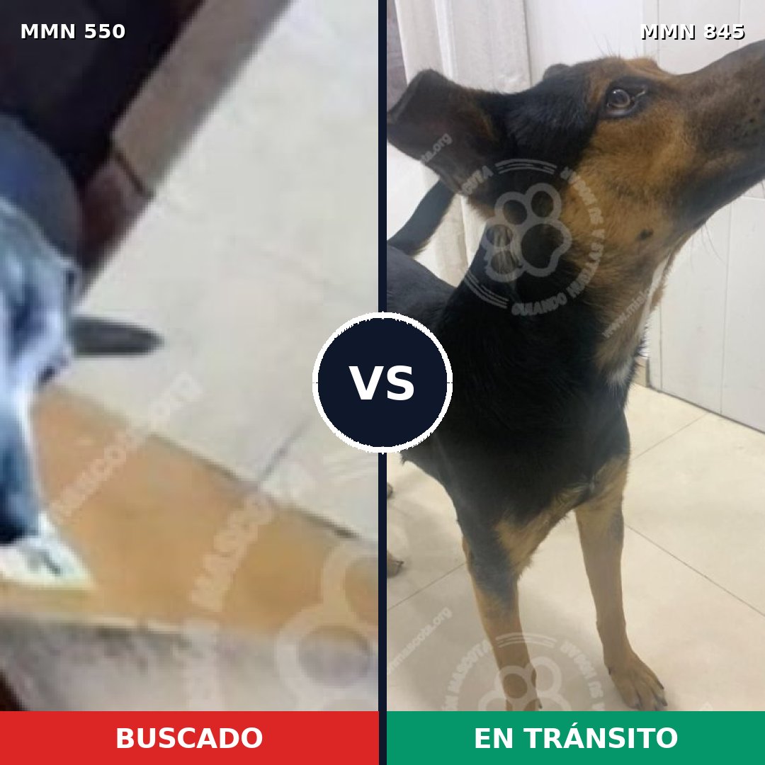 Comparativa MMS 39467: mascota perdida y mascota encontrada, 79% de similitud
