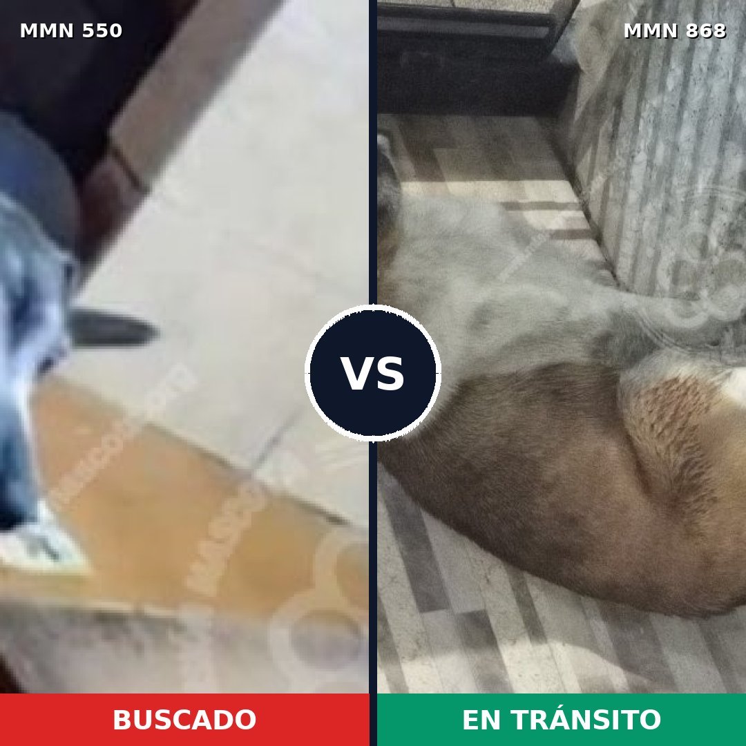 Comparativa MMS 39468: mascota perdida y mascota encontrada, 50% de similitud