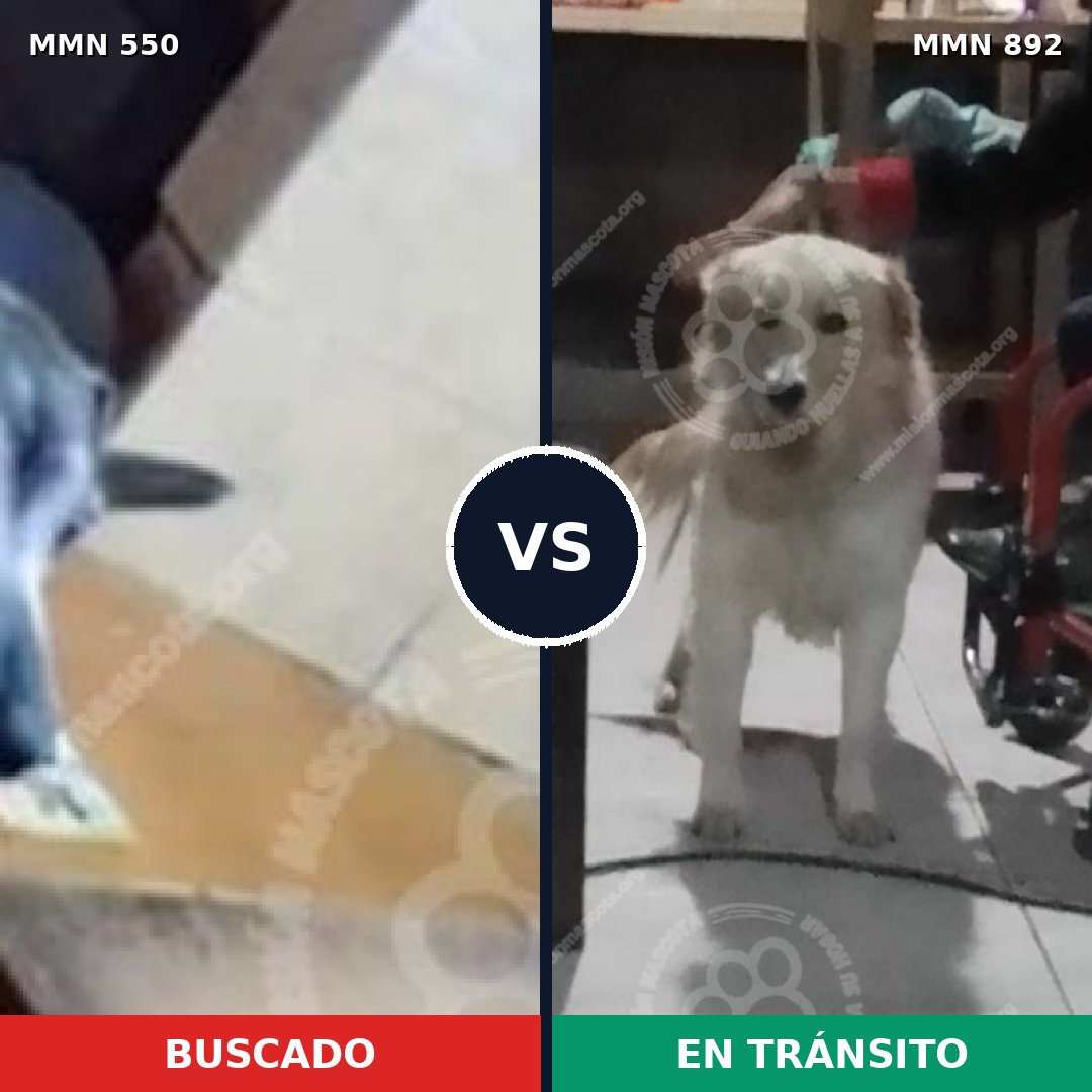 Comparativa MMS 39469: mascota perdida y mascota encontrada, 61% de similitud