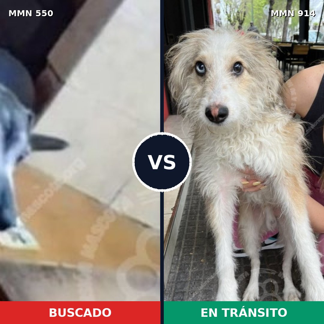 Comparativa MMS 39470: mascota perdida y mascota encontrada, 43% de similitud