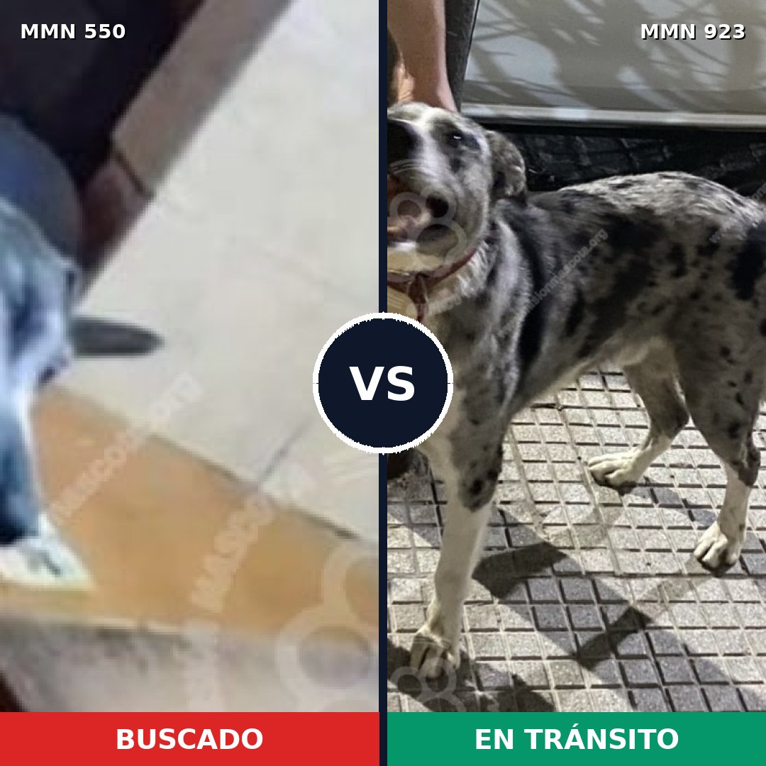 Comparativa MMS 39471: mascota perdida y mascota encontrada, 73% de similitud