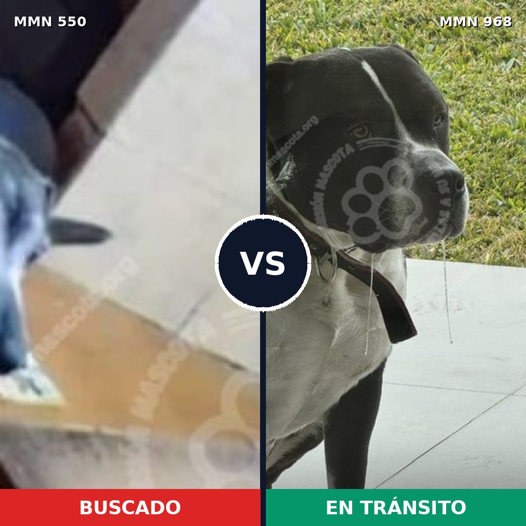 Comparativa MMS 39472: mascota perdida y mascota encontrada, 50% de similitud
