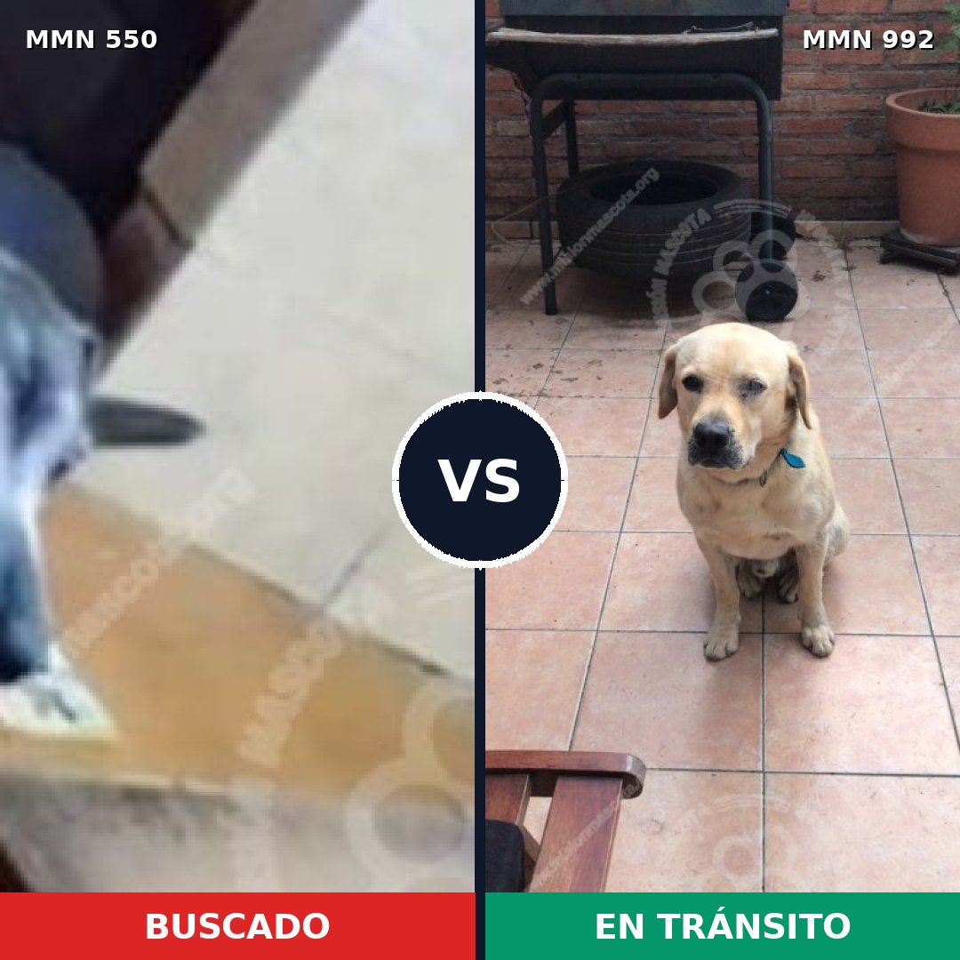 Comparativa MMS 39473: mascota perdida y mascota encontrada, 43% de similitud