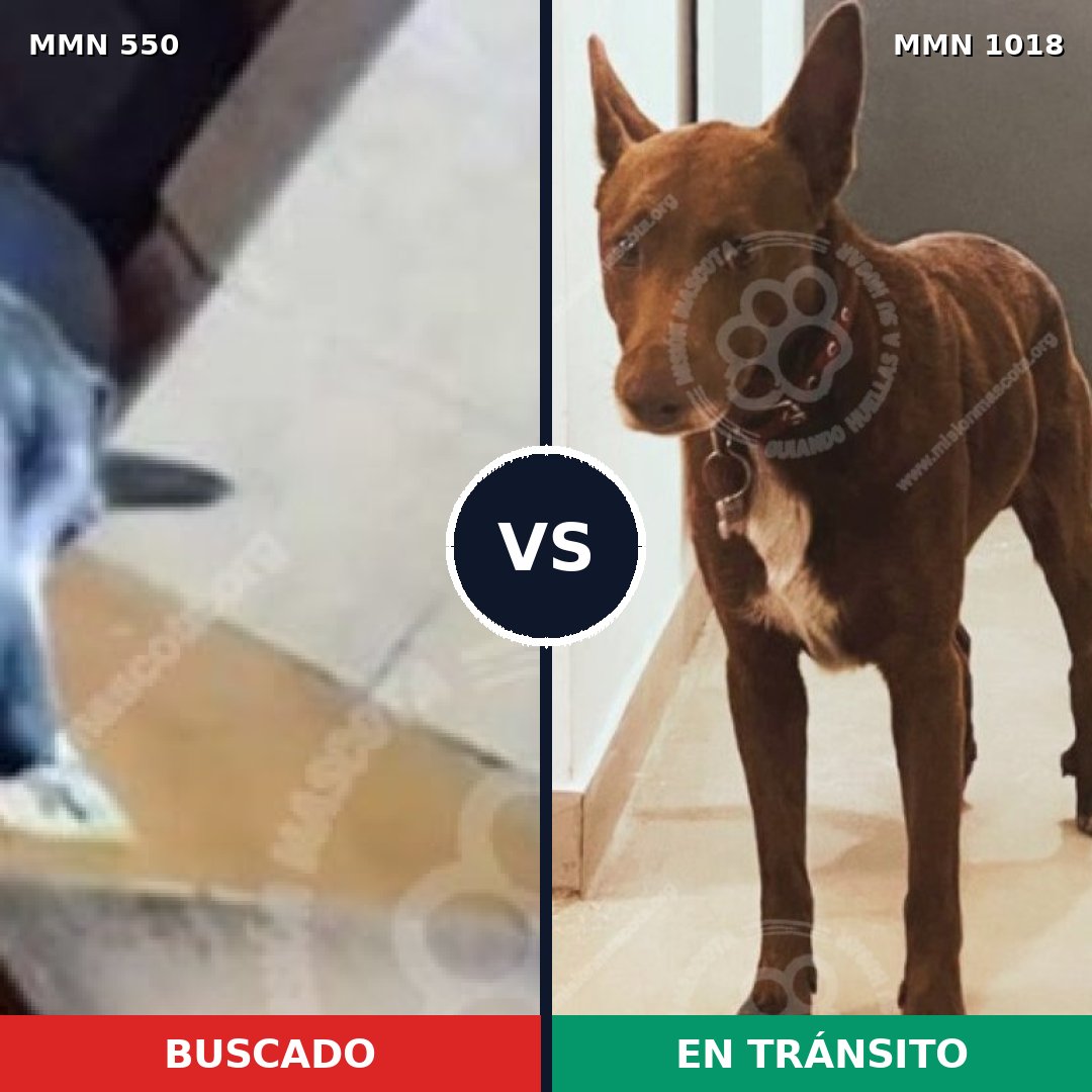 Comparativa MMS 39475: mascota perdida y mascota encontrada, 73% de similitud
