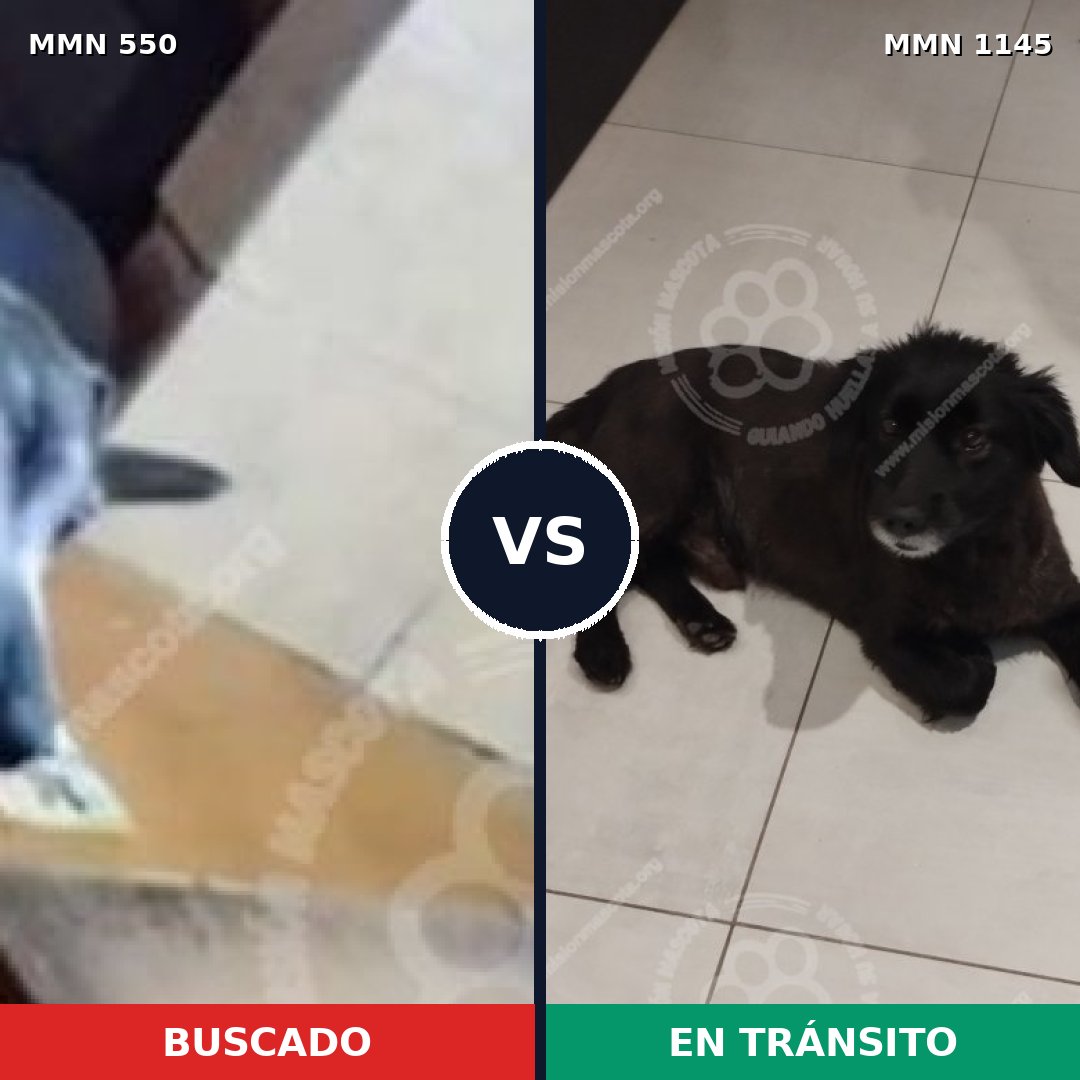 Comparativa MMS 39477: mascota perdida y mascota encontrada, 85% de similitud