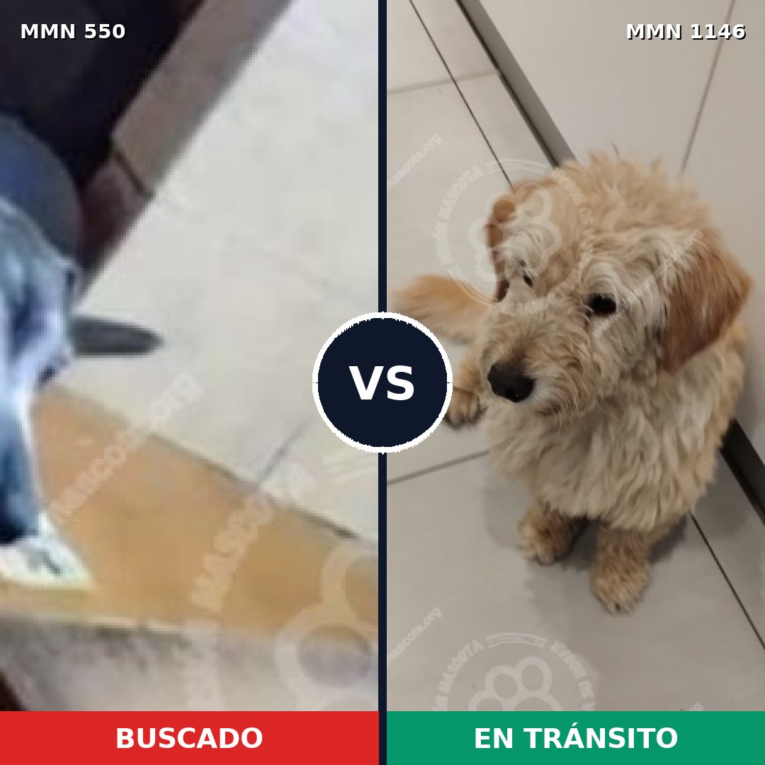 Comparativa MMS 39478: mascota perdida y mascota encontrada, 64% de similitud