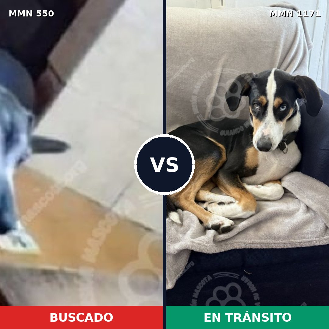 Comparativa MMS 39479: mascota perdida y mascota encontrada, 80% de similitud