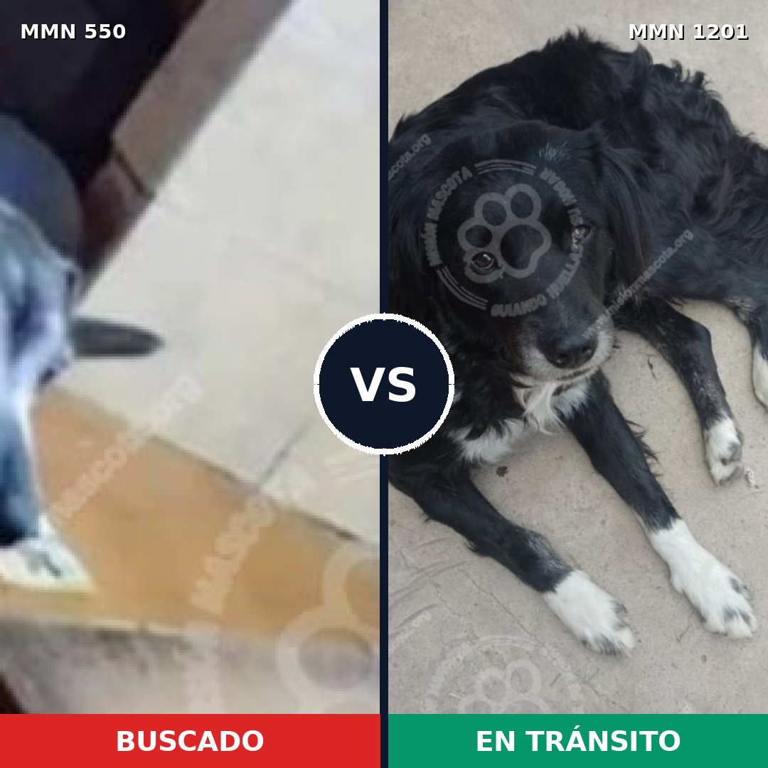 Comparativa MMS 39481: mascota perdida y mascota encontrada, 74% de similitud