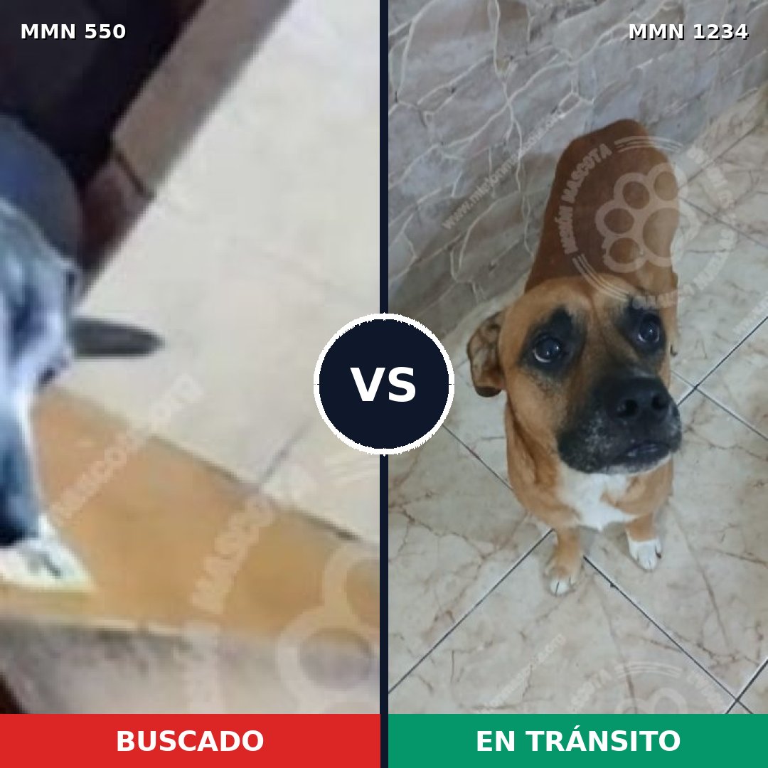 Comparativa MMS 39484: mascota perdida y mascota encontrada, 57% de similitud