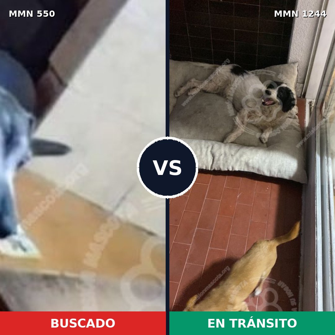 Comparativa MMS 39485: mascota perdida y mascota encontrada, 77% de similitud