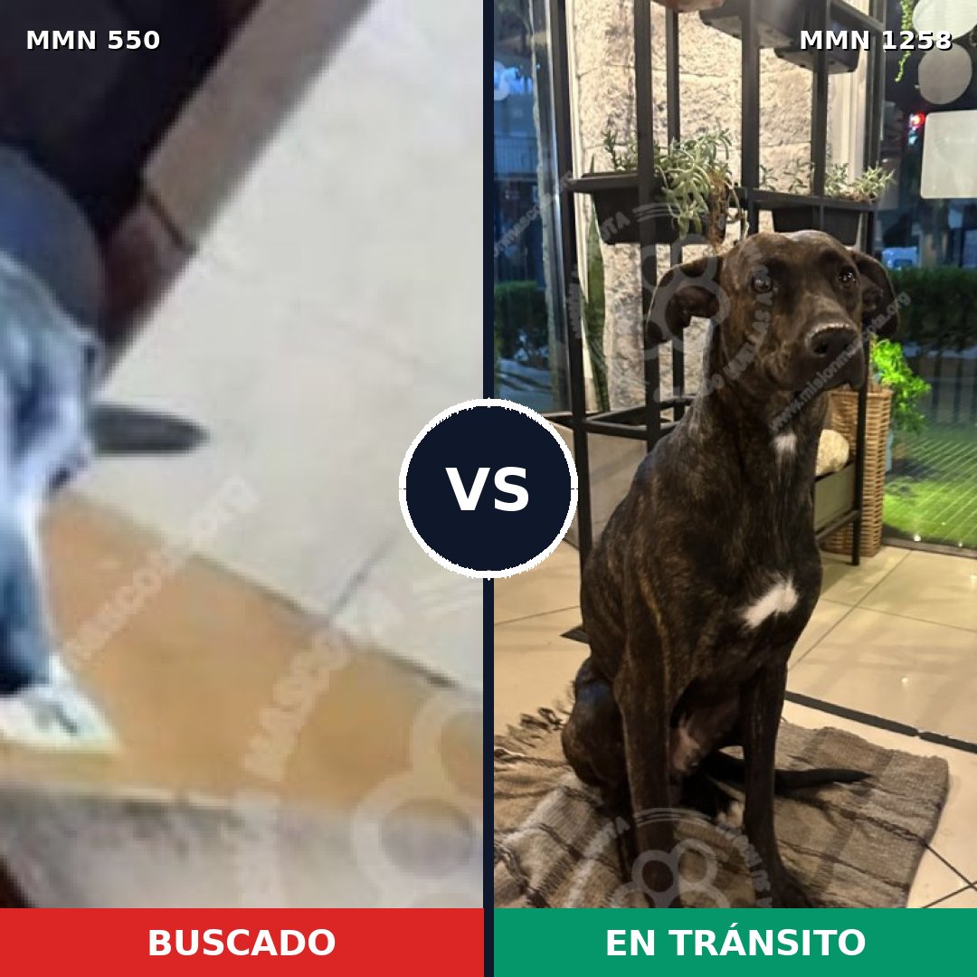 Comparativa MMS 39486: mascota perdida y mascota encontrada, 80% de similitud