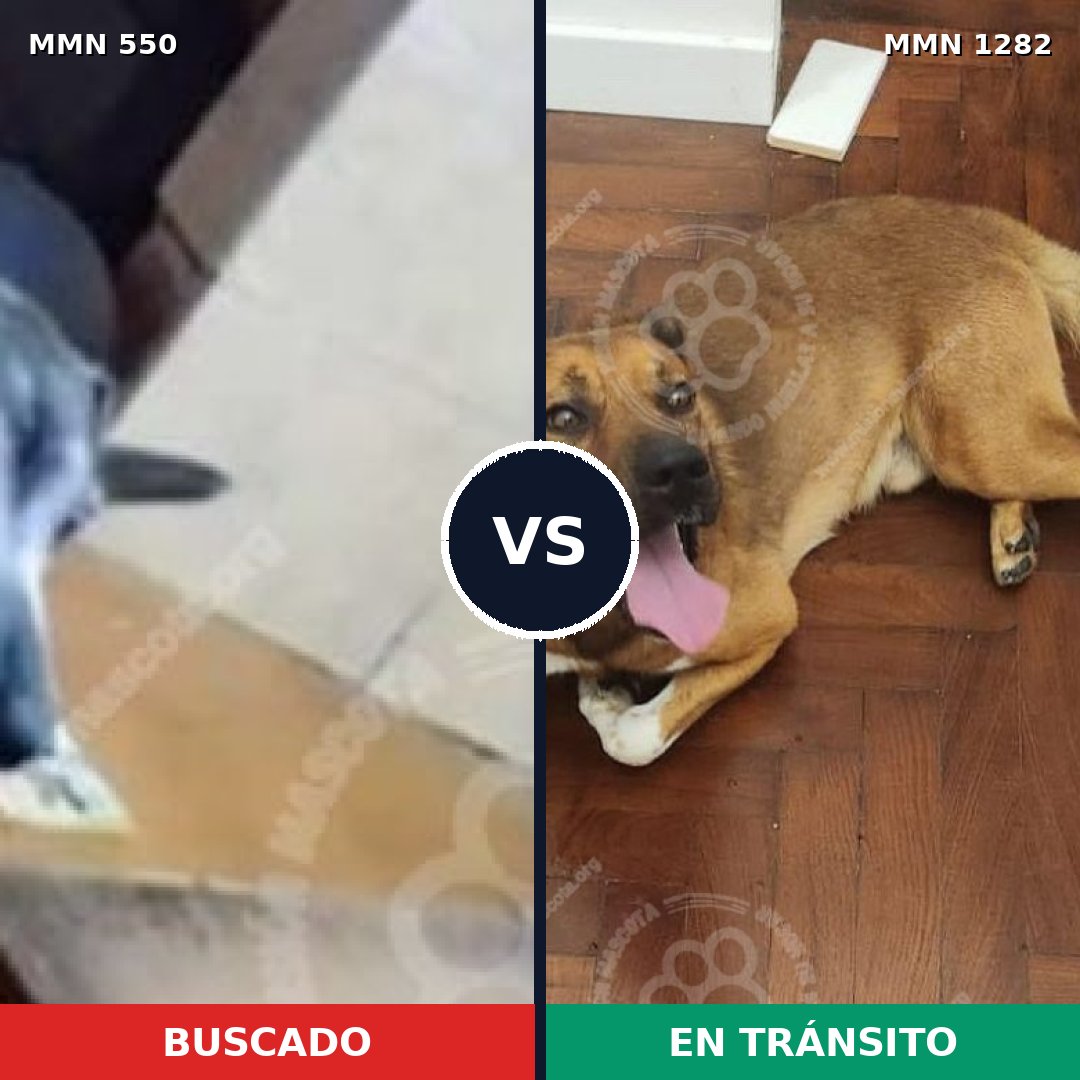 Comparativa MMS 39488: mascota perdida y mascota encontrada, 75% de similitud