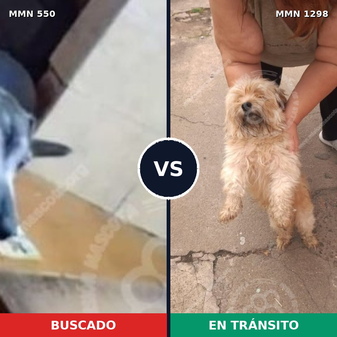 Comparativa MMS 39490: mascota perdida y mascota encontrada, 30% de similitud