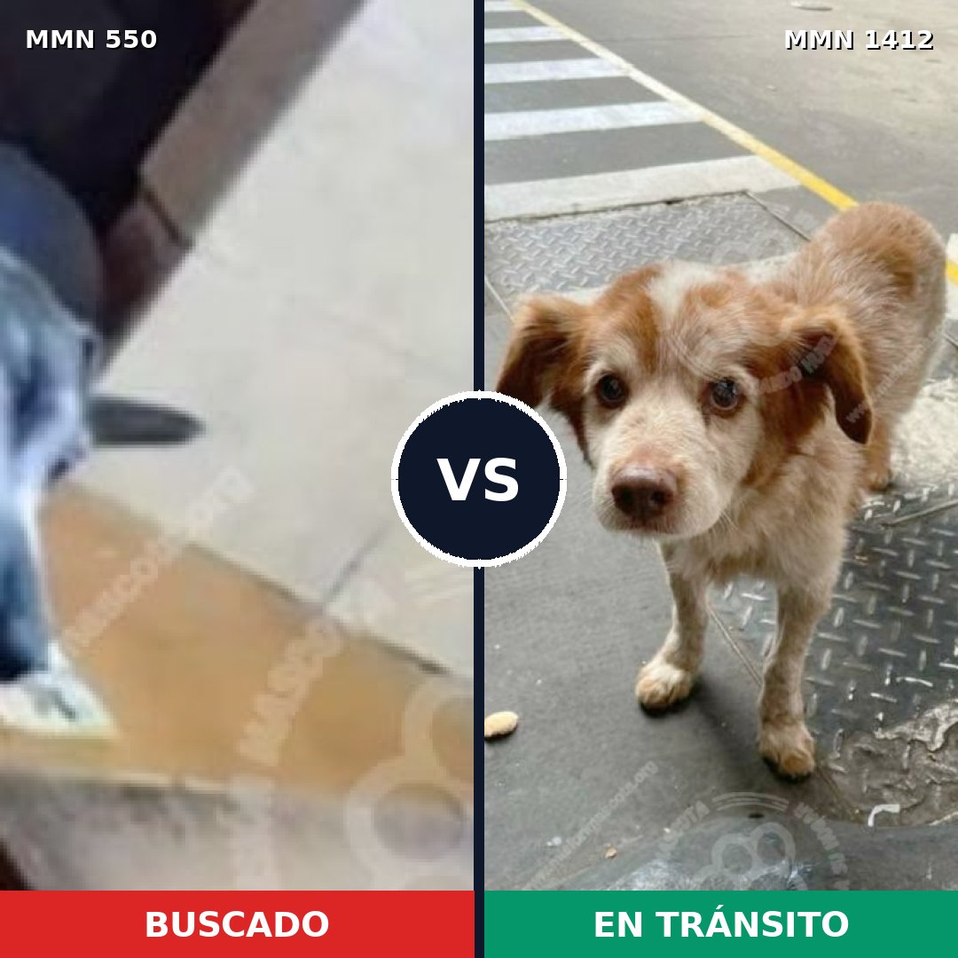 Comparativa MMS 39496: mascota perdida y mascota encontrada, 63% de similitud