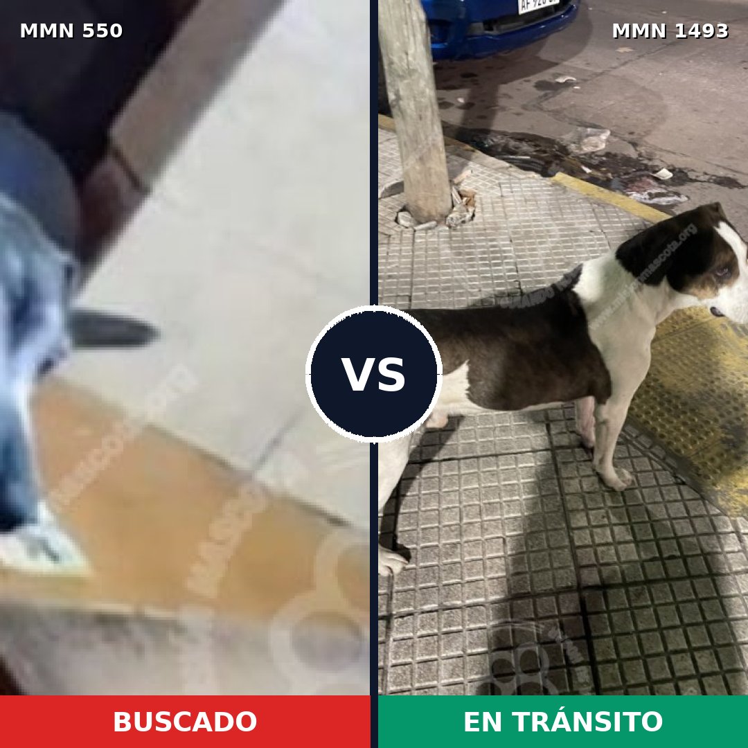 Comparativa MMS 39498: mascota perdida y mascota encontrada, 62% de similitud
