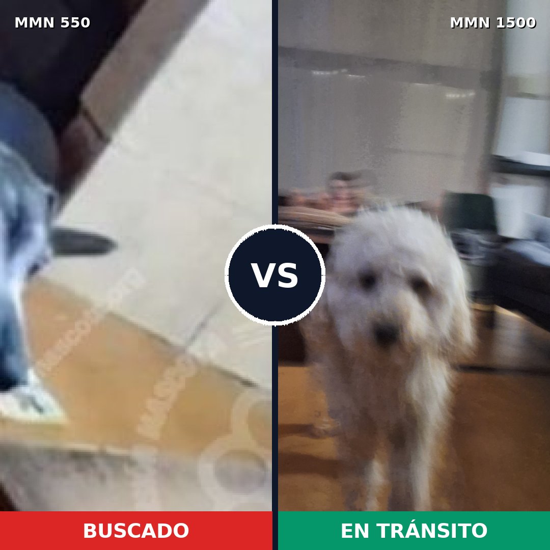 Comparativa MMS 39499: mascota perdida y mascota encontrada, 38% de similitud