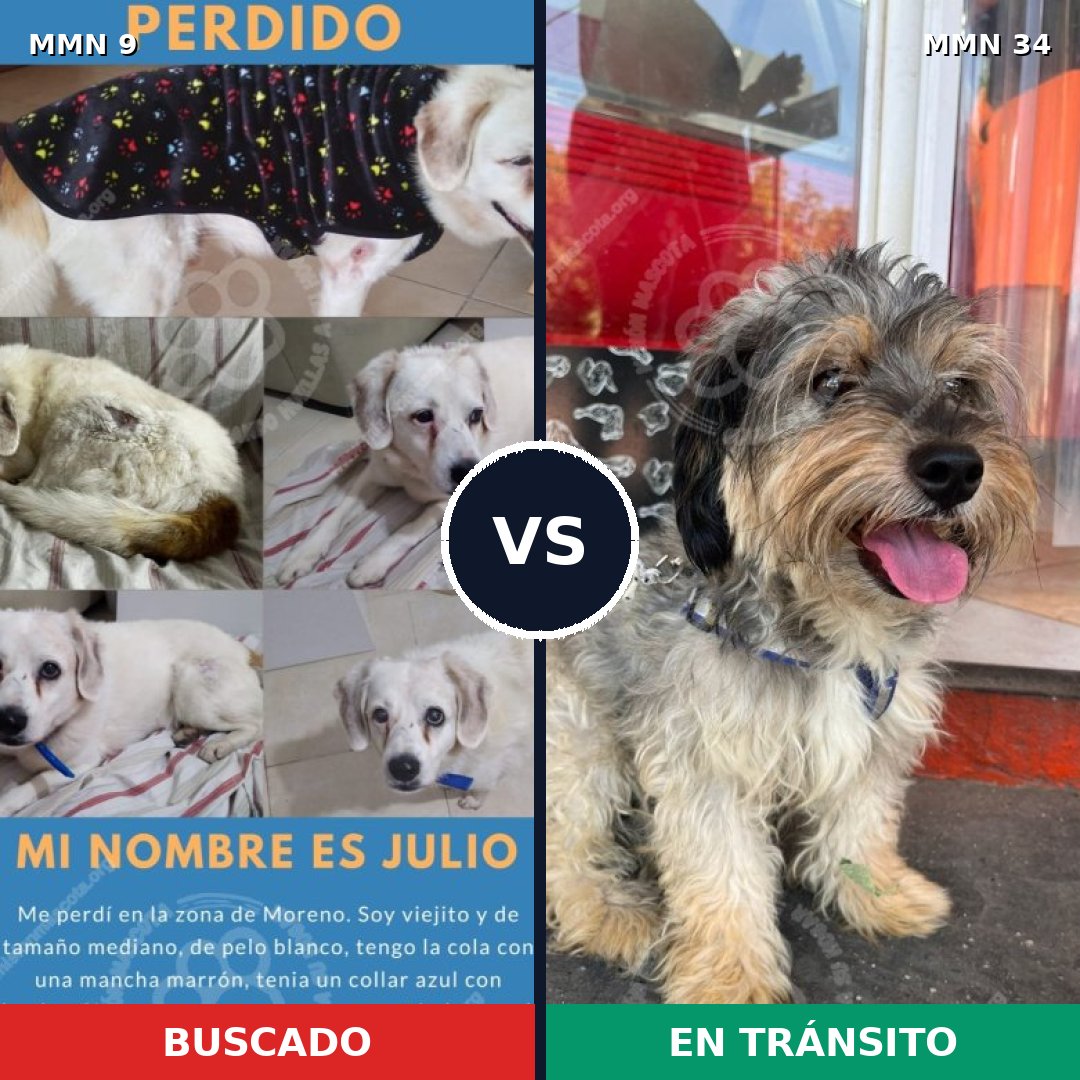 Comparativa MMS 395: mascota perdida y mascota encontrada, 57% de similitud