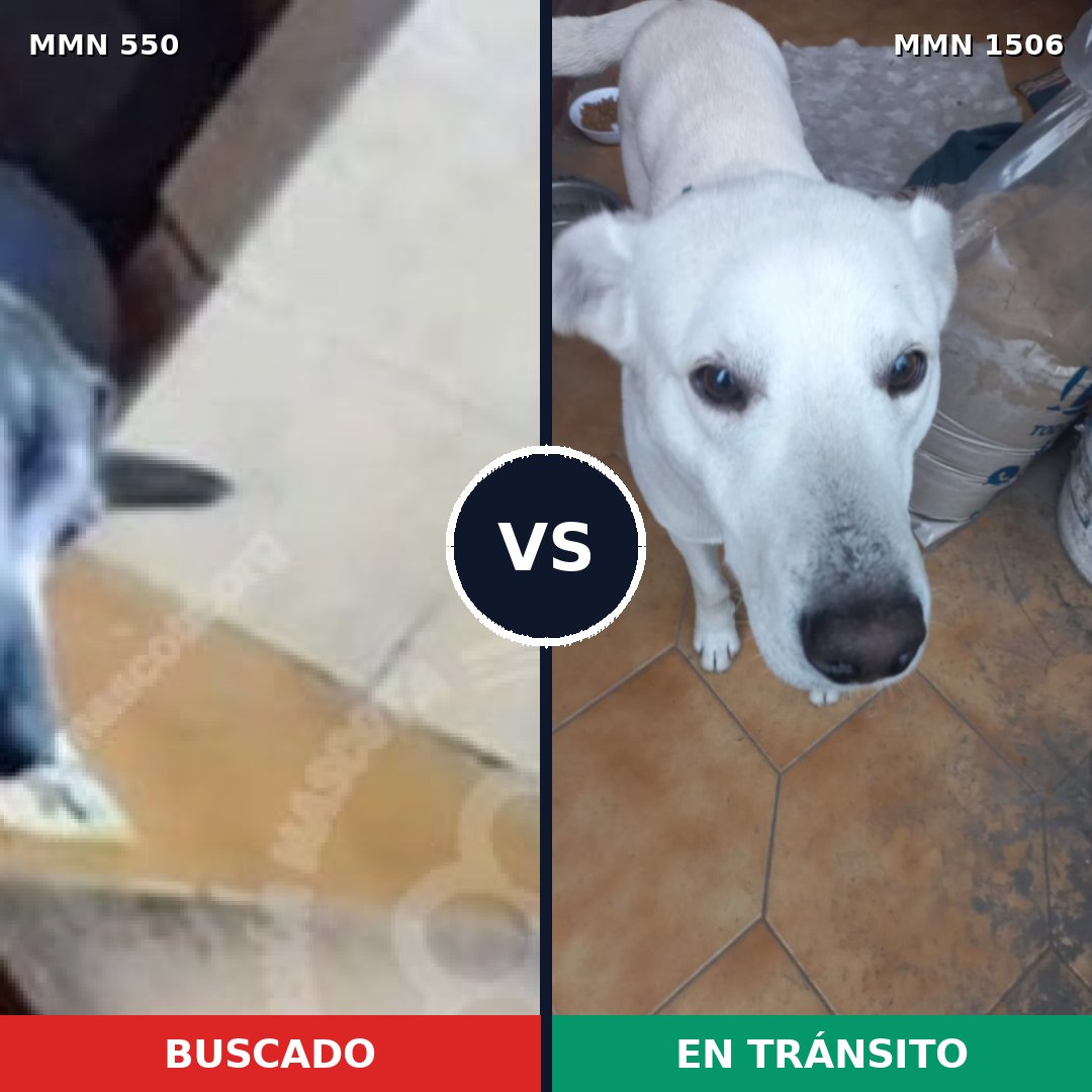 Comparativa MMS 39500: mascota perdida y mascota encontrada, 75% de similitud