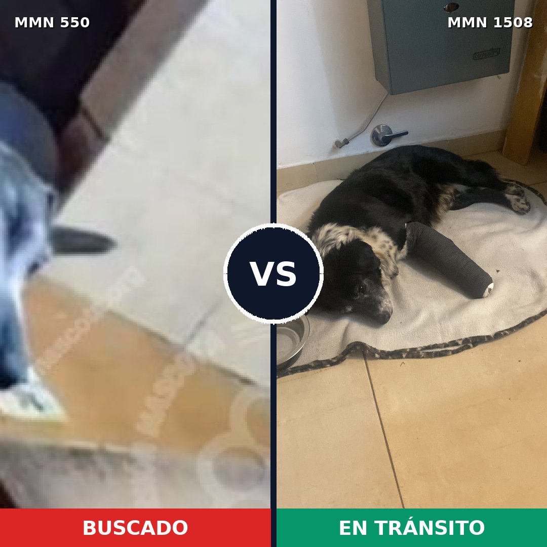 Comparativa MMS 39501: mascota perdida y mascota encontrada, 84% de similitud