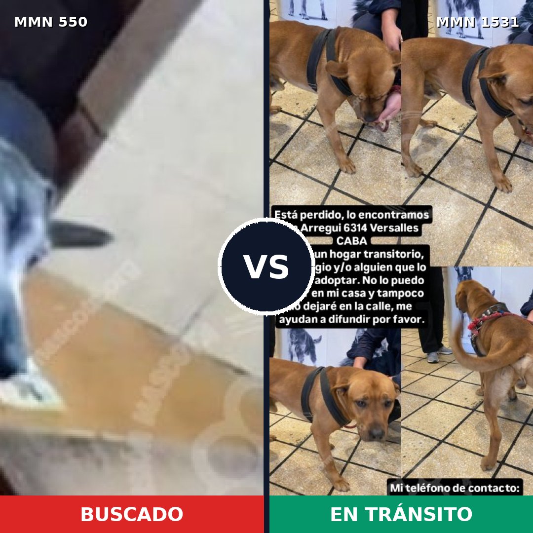 Comparativa MMS 39504: mascota perdida y mascota encontrada, 49% de similitud