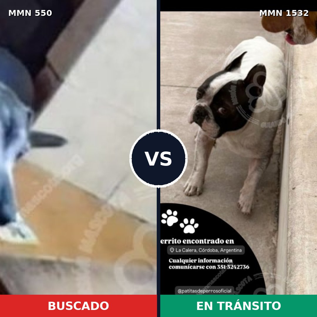 Comparativa MMS 39505: mascota perdida y mascota encontrada, 59% de similitud
