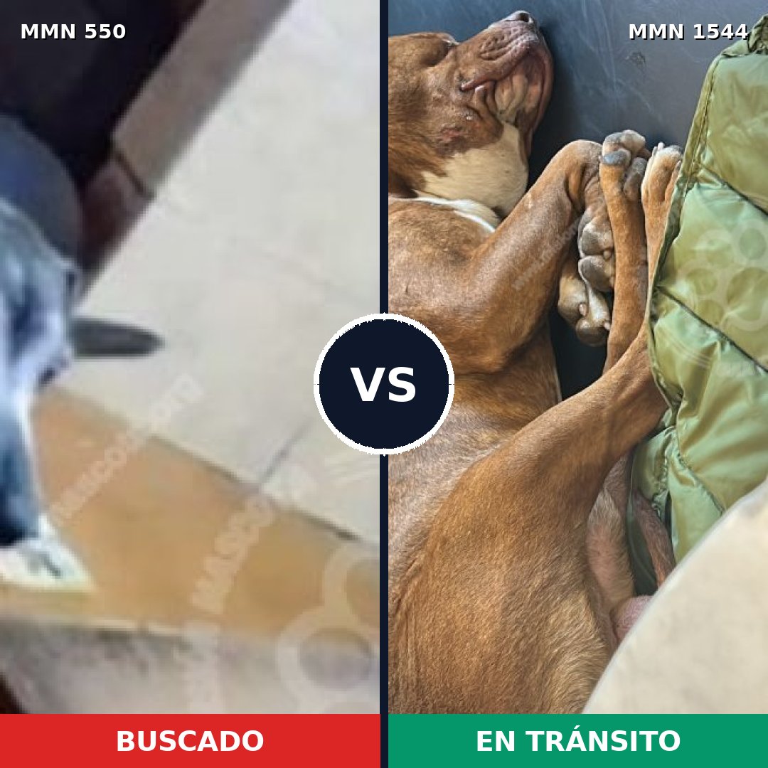 Comparativa MMS 39507: mascota perdida y mascota encontrada, 40% de similitud