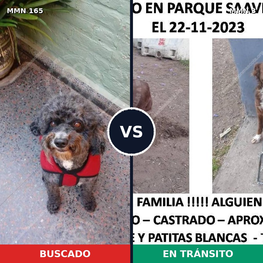 Comparativa MMS 3951: mascota perdida y mascota encontrada, 46% de similitud