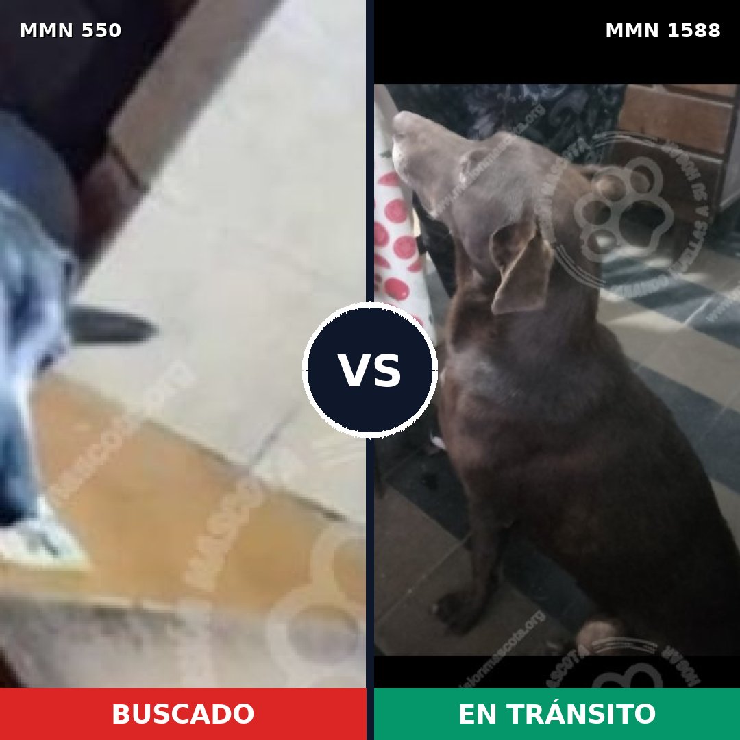 Comparativa MMS 39511: mascota perdida y mascota encontrada, 54% de similitud
