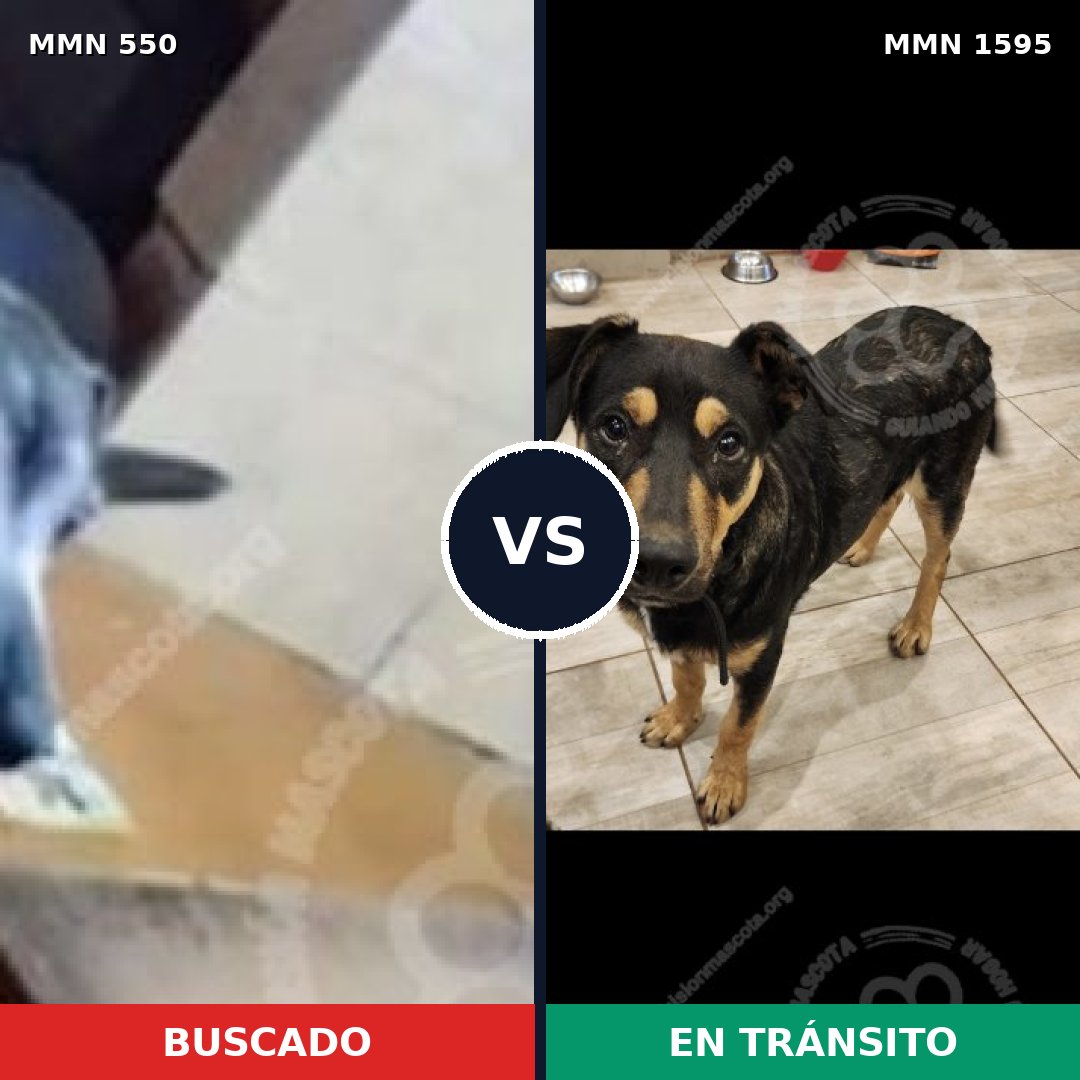 Comparativa MMS 39512: mascota perdida y mascota encontrada, 78% de similitud