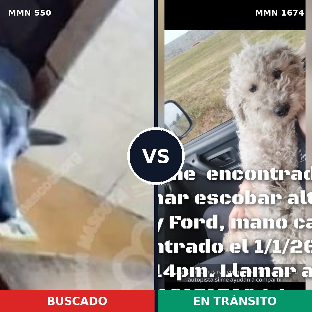 Comparativa MMS 39518: mascota perdida y mascota encontrada, 48% de similitud
