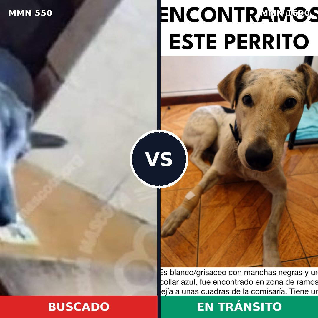 Comparativa MMS 39519: mascota perdida y mascota encontrada, 65% de similitud