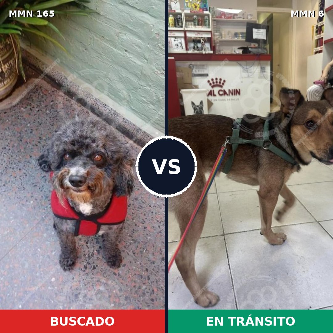 Comparativa MMS 3952: mascota perdida y mascota encontrada, 51% de similitud