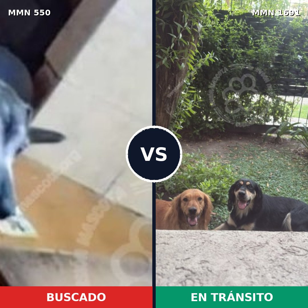 Comparativa MMS 39520: mascota perdida y mascota encontrada, 81% de similitud