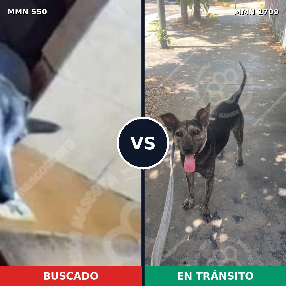 Comparativa MMS 39521: mascota perdida y mascota encontrada, 82% de similitud