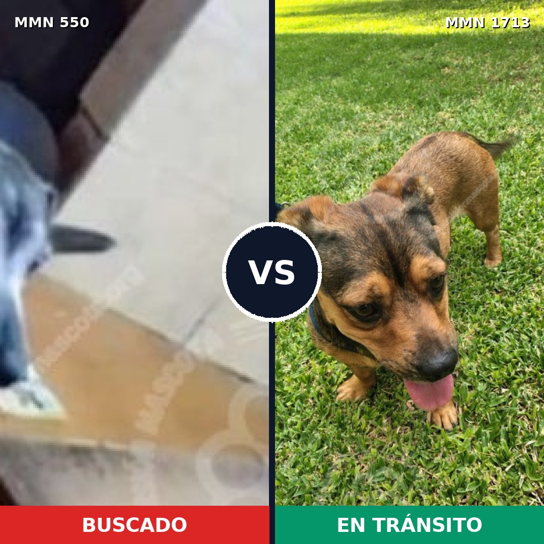 Comparativa MMS 39522: mascota perdida y mascota encontrada, 60% de similitud