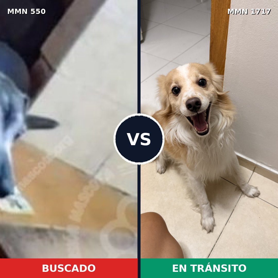 Comparativa MMS 39523: mascota perdida y mascota encontrada, 58% de similitud