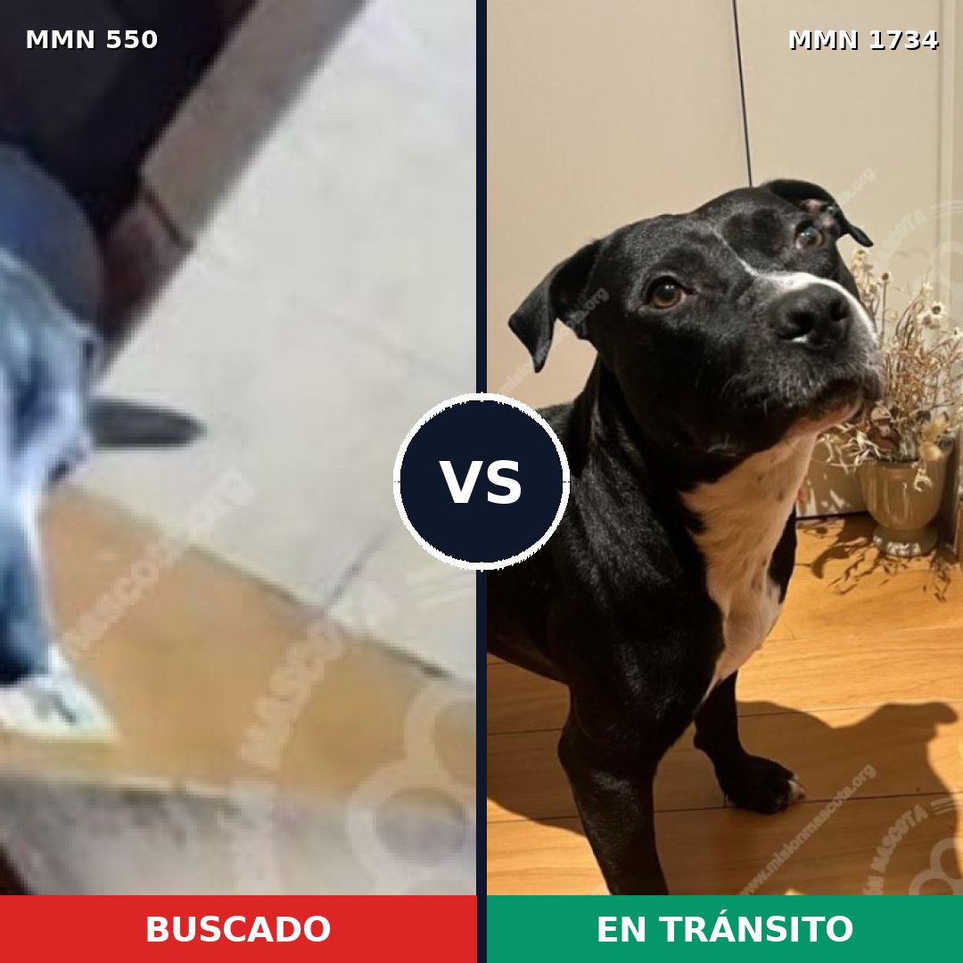 Comparativa MMS 39525: mascota perdida y mascota encontrada, 59% de similitud