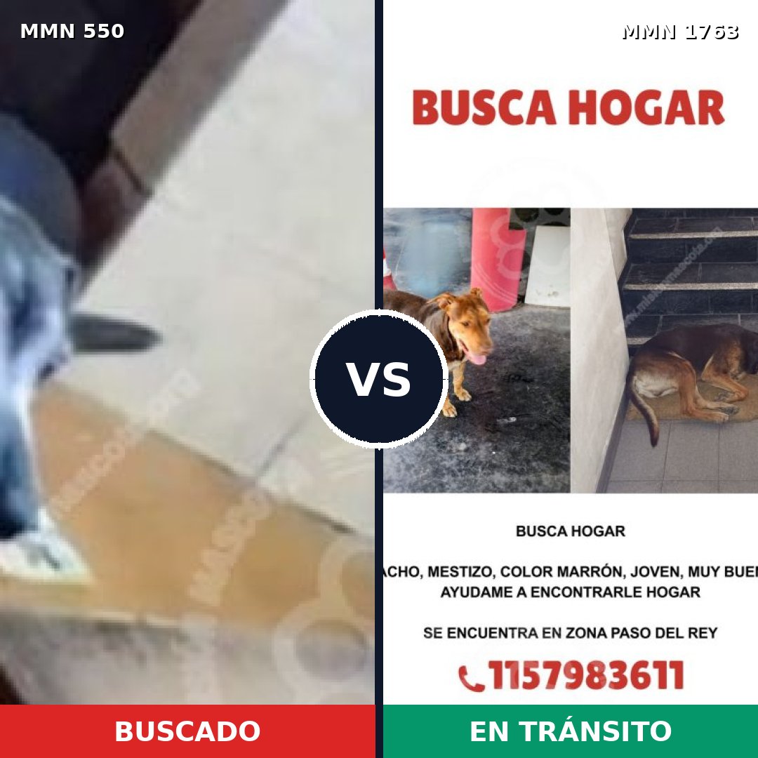 Comparativa MMS 39526: mascota perdida y mascota encontrada, 56% de similitud