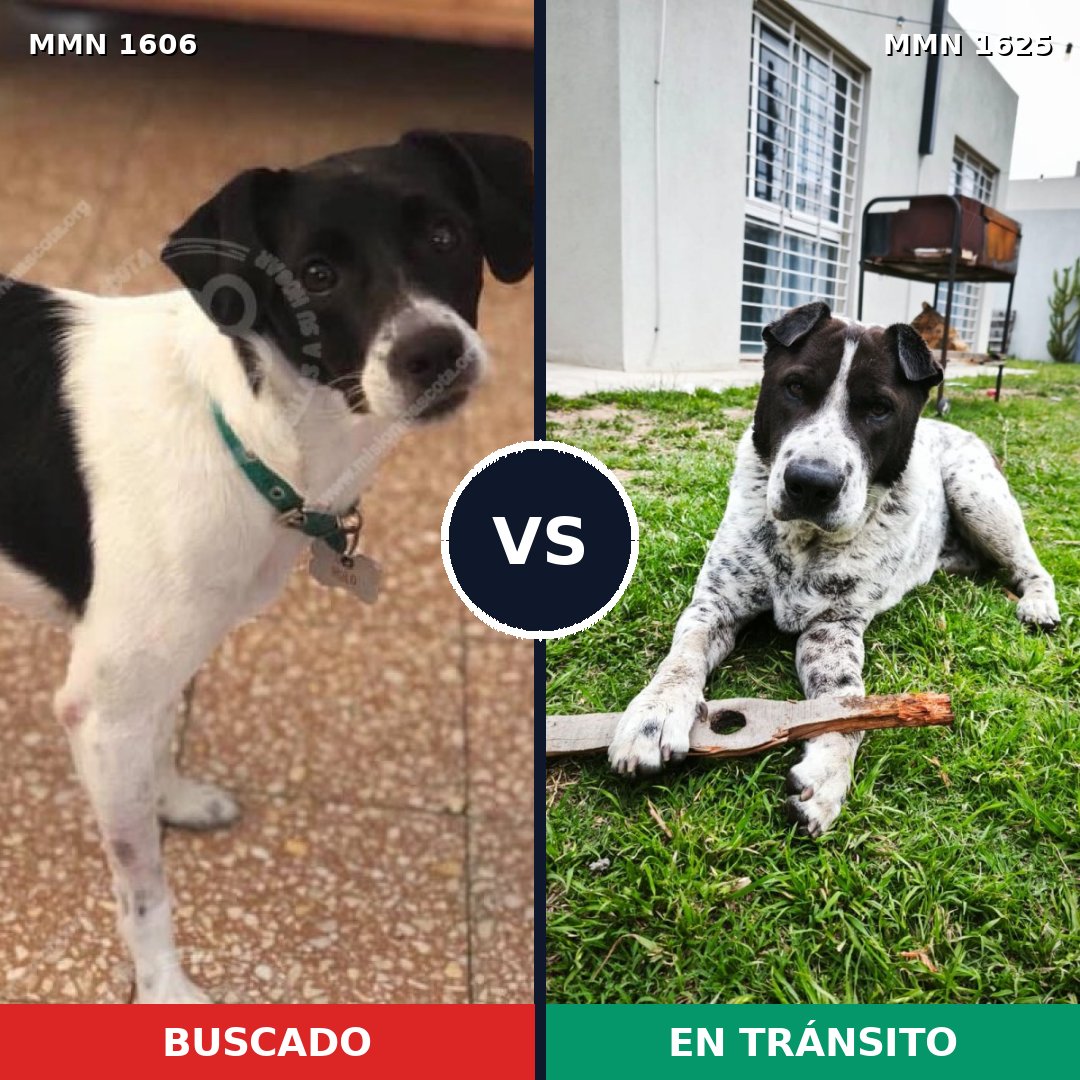 Comparativa MMS 39527: mascota perdida y mascota encontrada, 70% de similitud