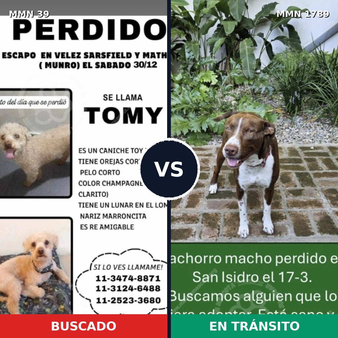 Comparativa MMS 39528: mascota perdida y mascota encontrada, 25% de similitud