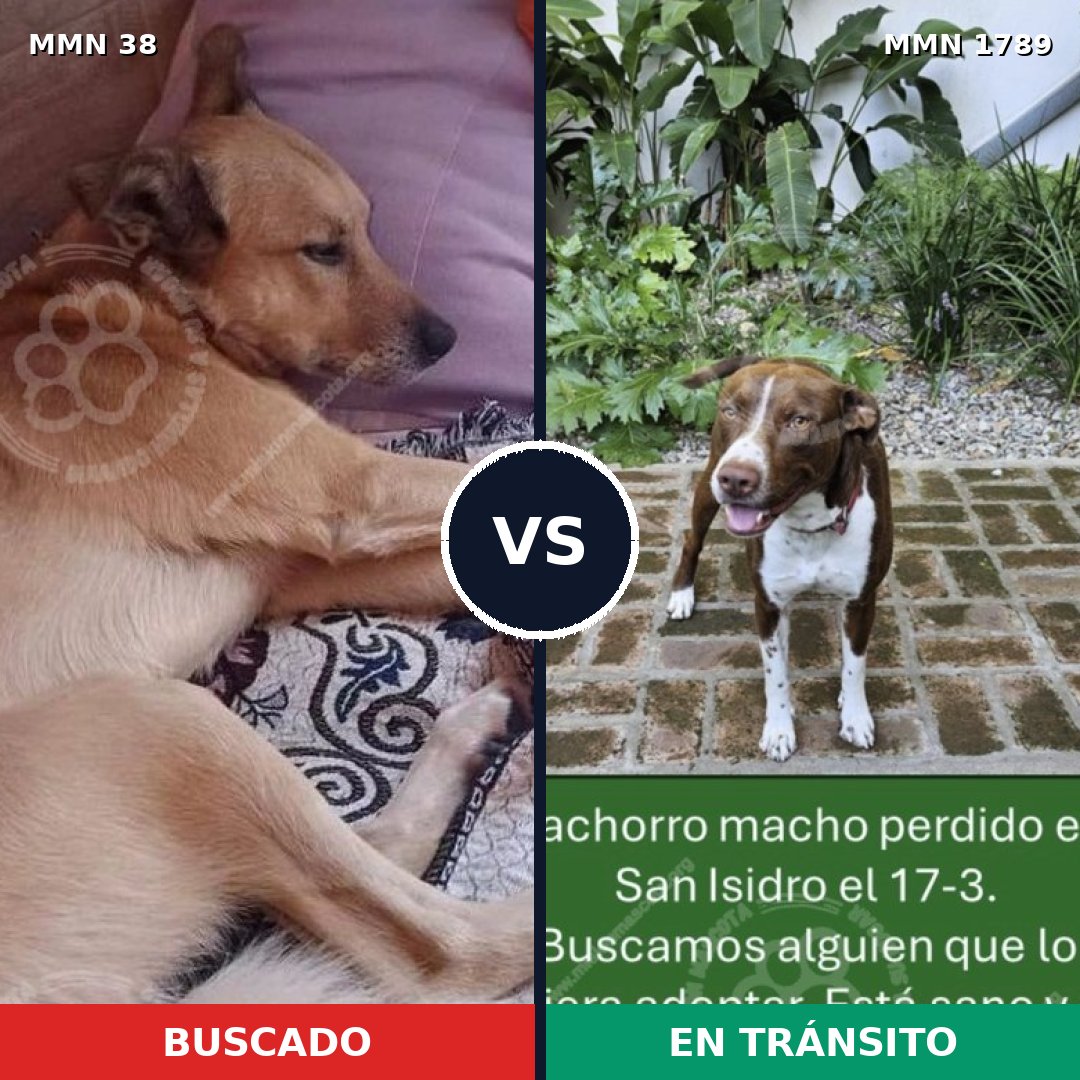 Comparativa MMS 39529: mascota perdida y mascota encontrada, 39% de similitud