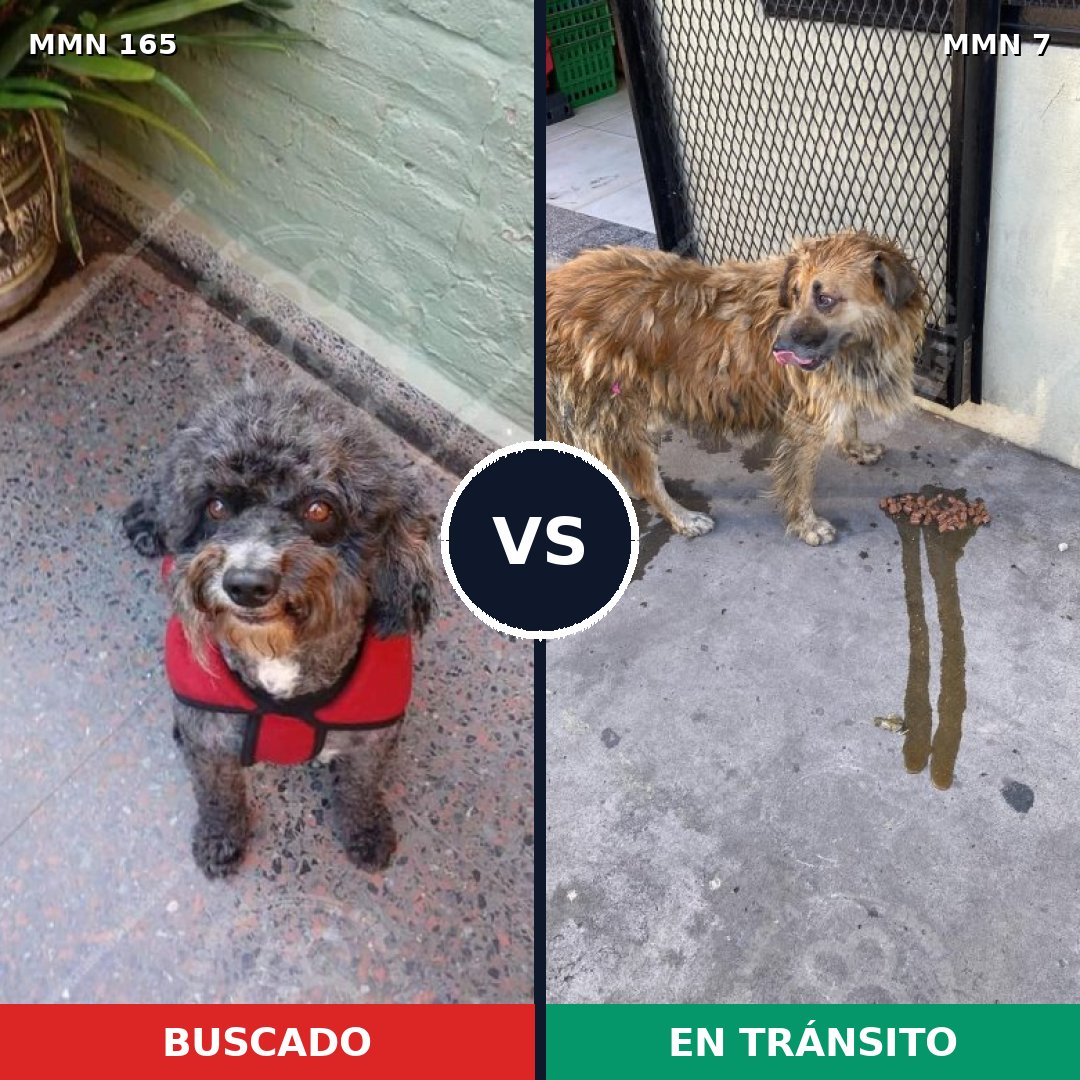 Comparativa MMS 3953: mascota perdida y mascota encontrada, 4% de similitud