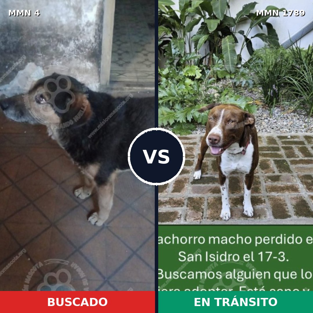 Comparativa MMS 39530: mascota perdida y mascota encontrada, 36% de similitud